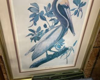 Audubon brown pelican