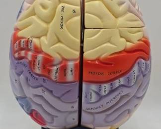 brain model