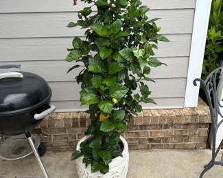 Plant