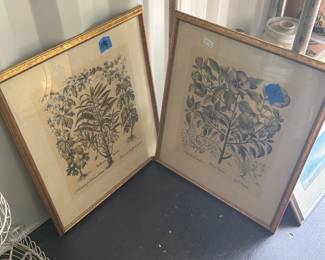 TWO FRAMED PLANT PRINTS