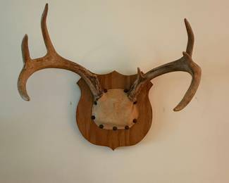 Whitetail Deer Antler Wall Mount