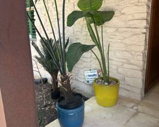 Pots and plants