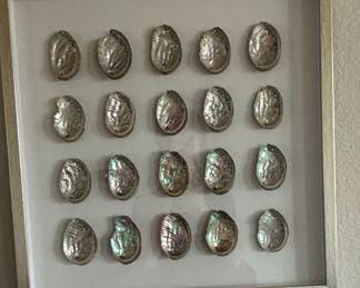 Framed Abalone Shell Specimen Collection
