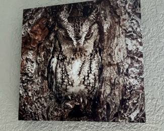 Set of Five Wildlife Owl Photographic Metal Prints