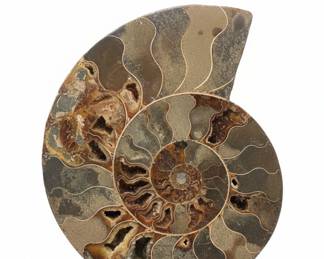 Madagascar Ammonite Fossil Half with Stand