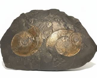 Double Pyritized Ammonite Fossil Specimen on Shale Matrix