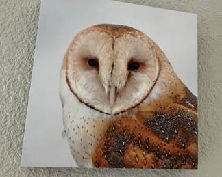 Set of Five Wildlife Owl Photographic Metal Prints