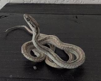 Taxidermy Lined Snake Specimen