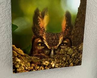 Set of Five Wildlife Owl Photographic Metal Prints