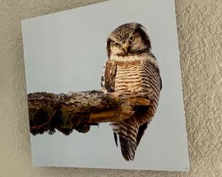 Set of Five Wildlife Owl Photographic Metal Prints