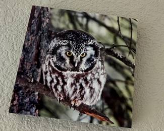 Set of Five Wildlife Owl Photographic Metal Prints