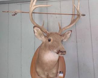 Taxidermy Deer Head