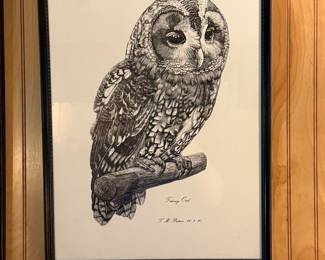 "Tawny Owl" by British artist C.F. Tunnicliffe