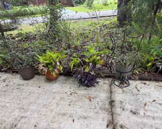 huge variety of potted plants around entire outside of house
