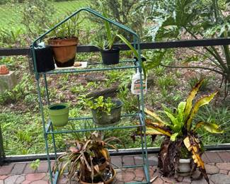 outdoor potted plants for the pool area