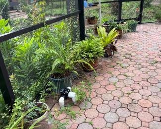 potted ferns for sale
