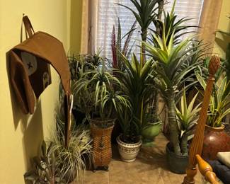 Indoor Plant Collection