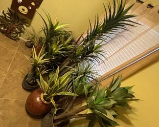 Indoor Plants and Birdhouse