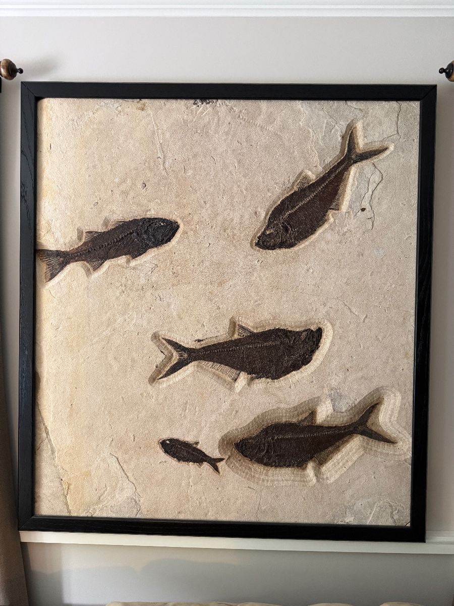 Fabulous fossilized fish