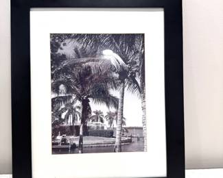 B&W Palm Tree Pic Framed,  14wx17H,  $14