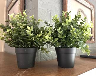 Greenery in black planters,  2 available, 8"H,  $6 each