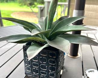 Plant in dark grey square pot,  $14