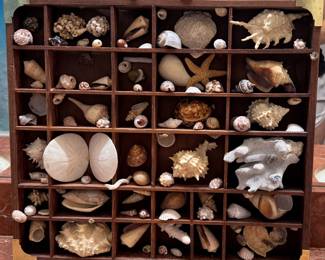 Shells / Bathroom Decor