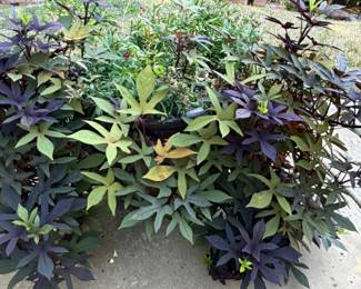 Beautiful Potted Plants 