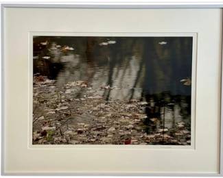 Leaves On Pond - Color Photograph