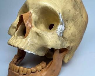 216 Lifesize Human Skull Model