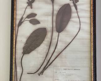 Emery Whilton print close up