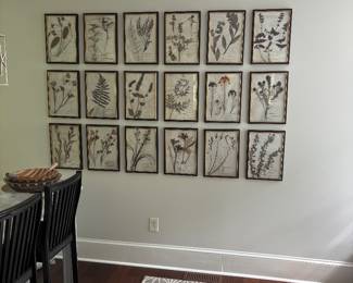 Emery Whilton Herbarium Framed Prints Beautiful collection of 28 framed botanical herbarium prints by Emery Whilton. Classic, timeless botanical artwork that makes a stunning statement displayed as a collection or individually. 