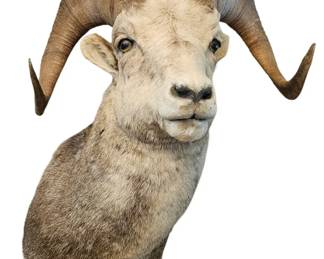 Classic North American Big Game Mounts