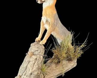 Gray Fox Stunning Taxidermy