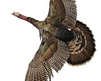 Taxidermy Collection Watch Out For Wild Turkeys