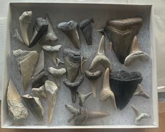 Collection of Assorted Fossilized Shark Teeth