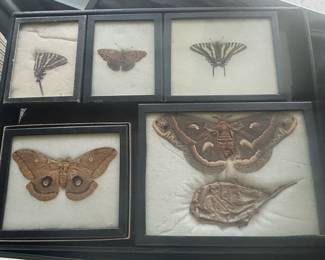 Vintage Framed Lepidoptera Collection with Saturniidae Moth and Cocoon