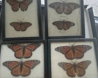Vintage Framed Monarch and Viceroy Butterfly Specimens