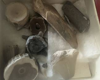 Assorted Fossil Collection with Shark Tooth and Vertebrae in Display Box