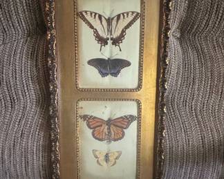 Vintage Framed Butterfly Specimen Display