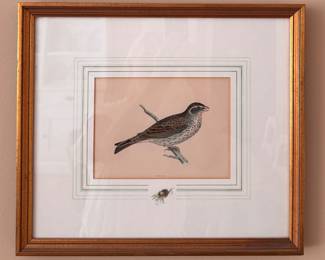 British Bird Etchings by The Rev. F. O. Morris -- 3 Available (2 Pictured): Rock Dove, Turtle Dove, Bunting. Each Measures 16" x 14" Overall. Photo 2 of 3.