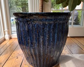 Rubber Tree in Glazed Planter. Photo 2 of 2. 