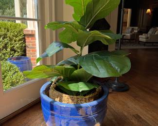 Fiddle Leaf Fig Tree in Glazed Cobalt Blue Planter. 