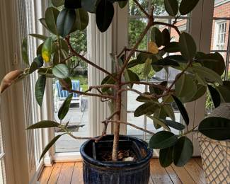 Rubber Tree in Glazed Planter. Photo 1 of 2. 