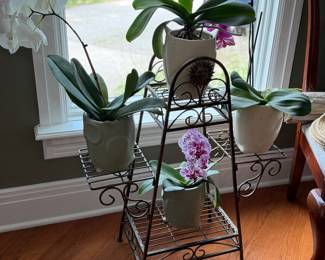 Plant stand and orchids