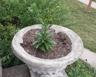 Cement Planter (there are 2)