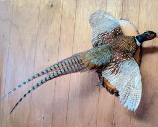 Taxidermy pheasant in flight