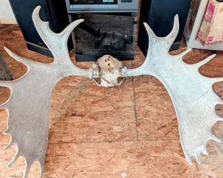 Moose antlers