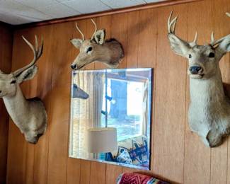 Many deer mounts to choose from...