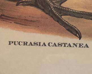 #133 print of Puraslacartanea in gold frame 31x25 $75.00
